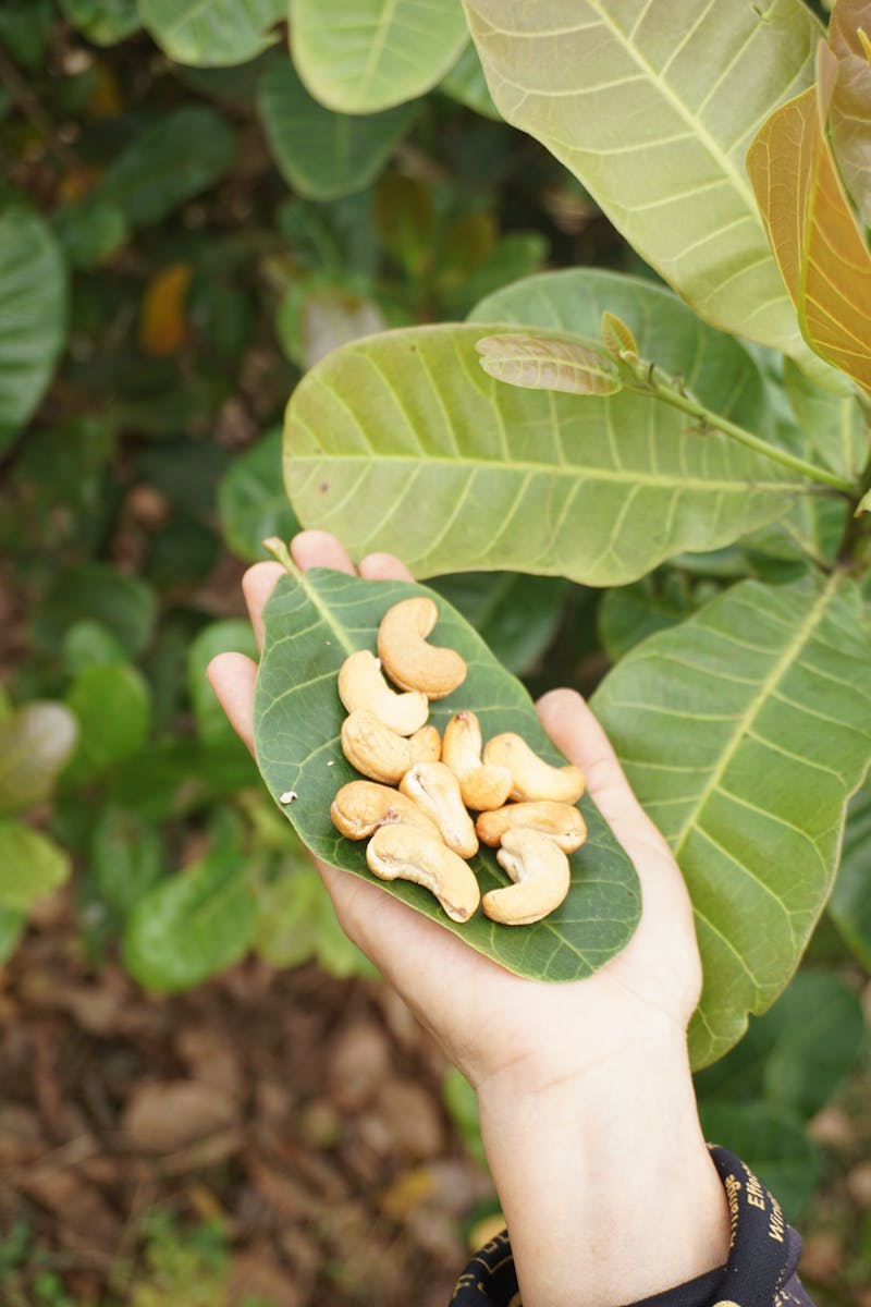 Organic Kaju