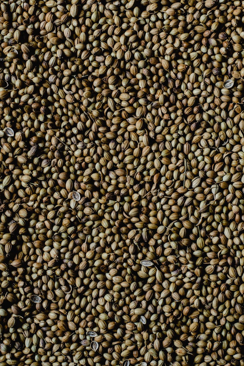 Organic Sabut Dhania