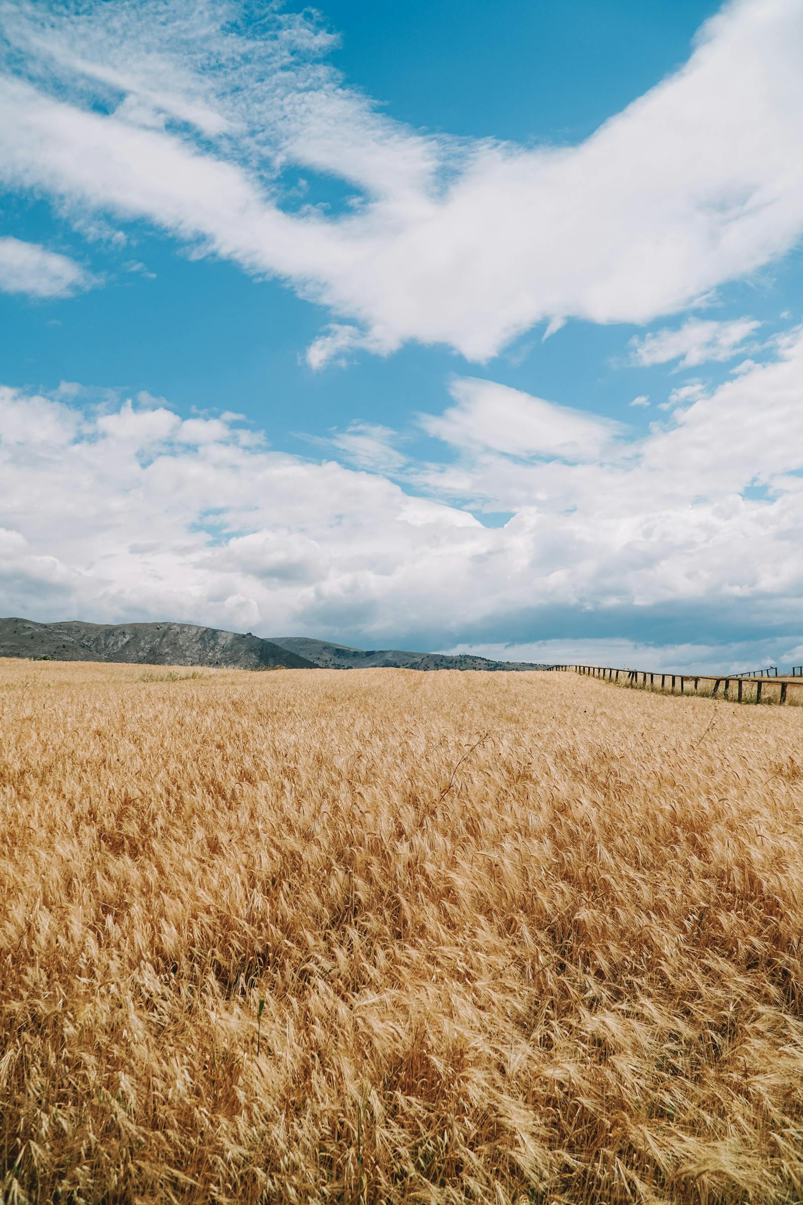 Khapli Wheat Atta